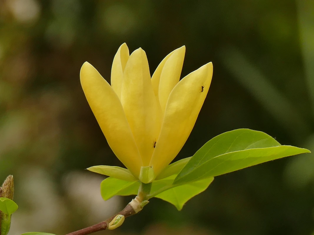 Daphne